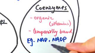 AS Biology  Cofactors OCR A Chapter 44 [upl. by Butterfield129]