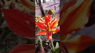 Hippeastrum aulicum [upl. by Carpet]