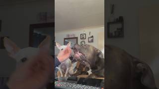 Banned Muzzled XLBully Fights For His Treat xlbully dog puppy pitbull chihuahua doglover [upl. by Sancho]