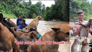 Dua hari memburu babi hutan di sungai Borneo part1 10 September 2023 [upl. by Enom]