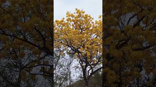 Árbol el araguaney 🌳🌳 lo conocías venezuela araguaney virales arboles campo shorts [upl. by Skurnik]