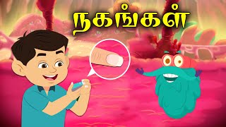 நகம் எப்படி வளர்கிறது  Nail Facts For Kids  DrBinocs Tamil  Kids Learning Video [upl. by Katalin373]