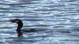 Cormoranes Pescando  Cormorants Fishing Phalacrocorax olivaceus by trucha1618xx [upl. by Thorbert]