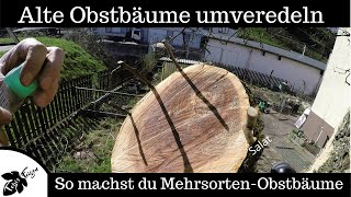 Alte Obstbäume Umveredeln  Mehrsortenobstbaum [upl. by Ilona]