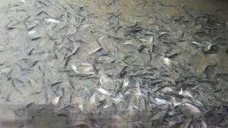 Siamensisde  Pangasius Welse beim Wassertaxistand am Chao Phraya  Bangkok [upl. by Embry]