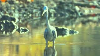 Eastern Reef Heron hunting for fish the majesty of the Eastern Reef Heron [upl. by Krantz99]