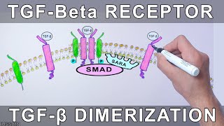 TGFBeta Receptor  Structure and Dimerization [upl. by Esylla]