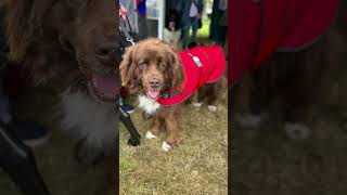 Our Best Dog Coats The stylish pups were trying our highquality coats at the Scottish Game Fair 🐾 [upl. by Alaecim]