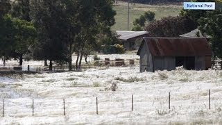 Spider Webs Conquer Australia [upl. by Sremlahc]