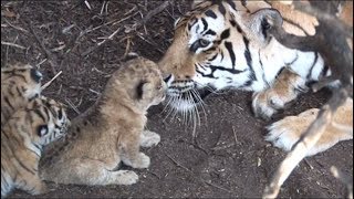 Tigress raises lion cub  hunt together when adults Help save lions and tigers Share our post [upl. by Mariam]