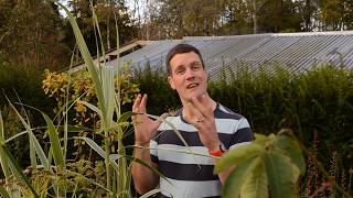 Easy To Grow Plant Arundo donax [upl. by Gnilhsa]