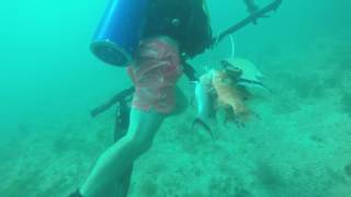 Spearfishing Crystal River Fl [upl. by Bev]