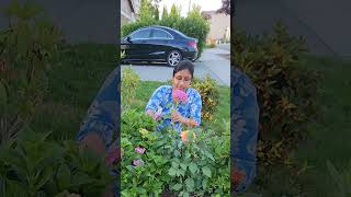 arranging hydrangea in vase flower hydrangea garden plants flowervase short shorts gardening [upl. by Fredenburg]