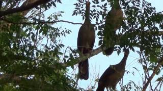 NATURE SINGERS CHACO CHACHALACA sounds ORTALIS CANICOLLIS ARACUÃDOPANTANAL Wild birds free [upl. by Ajuna]