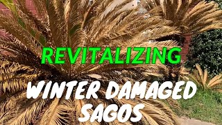 Revitalizing Your Sago Palms After Winter Damage [upl. by Yates]