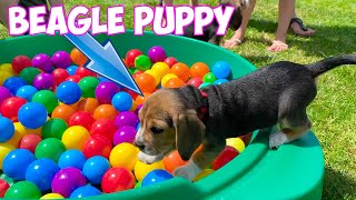 Beagle Puppies Crying amp Barking Compilation [upl. by Drusie]