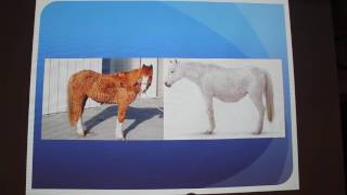 Cushings Disease in Horses [upl. by Khudari113]