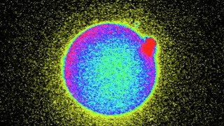 Zinc Fireworks Reveal When Human Egg is Fertilized [upl. by Faydra]