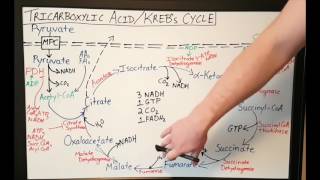 Cellular Respiration Part 3 The Electron Transport Chain and Oxidative Phosphorylation [upl. by Adel160]