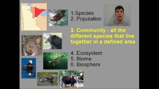 Levels of Organization in Ecology  Mr Pauller [upl. by Gazzo219]