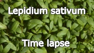 Lepidium Sativum  Time lapse 4K Ultra HD [upl. by Solly]