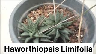 Haworthiopsis Limifolia [upl. by Lekym915]