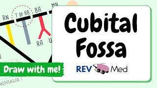 Cubital Fossa Anatomy animated in under 3 mins with Mnemonics [upl. by Pul]