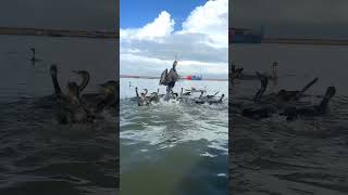 Great cormorant catching a fish bird nature shorts [upl. by Lothair]