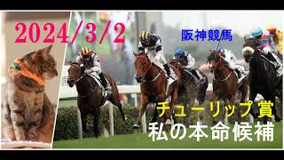 202432 阪神競馬 チューリップ賞（ＧⅡ）私の本命候補 [upl. by Solorac]