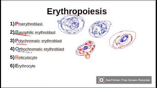 Mnemonic to remember ErythropoiesisRBCSStages of RBCS maturation [upl. by Hrutkay]