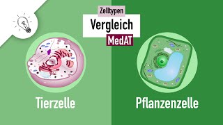 Tierzelle vs Pflanzenzelle  Vergleich  Studyflix [upl. by Aisetra]