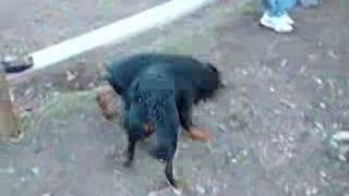 Rottweiler VS Dobermann [upl. by Claud]