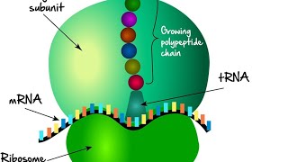 ribosomesprotien rough endoplasmic reticulum cytoskeletonmicrotubules [upl. by Ahsitel]