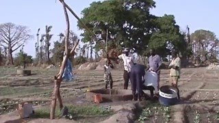 Shadoof well pole or sweep for small farm irrigation [upl. by Ahsinrat]