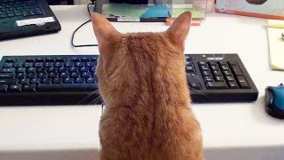 What its like to Work with Cats [upl. by Noyar]