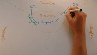 Cycles biogéochimiques  Cycle du carbone [upl. by Nash]