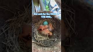 NEWBORN chick RESPONDS to dog BARKING…this video makes my dog bark EVERYTIME dogbarking [upl. by Madlen]