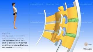 Arthrology of the spinal column the ligaments [upl. by Enael]