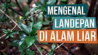 Mengenal Bahan Bonsai Landepan Plectronia Horrida di Alam Liar [upl. by Aneeuq994]