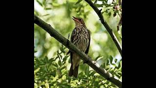 Song Thrush Bird Sound [upl. by Ysiad634]