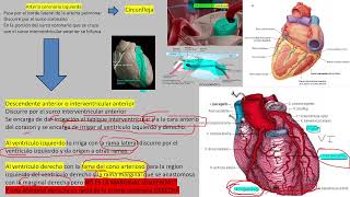 circulacion coronaria [upl. by Allekram]
