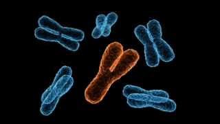 The evolution of the Y chromosome [upl. by Eecyac214]