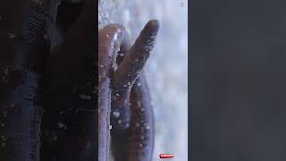 Exploring The Common Earthworm under a Microscope [upl. by Dymphia]