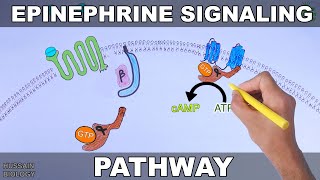 Epinephrine Signaling Pathway [upl. by Ellehctim790]