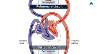 Basic Revision of the Cardiovascular System [upl. by Eiveneg]