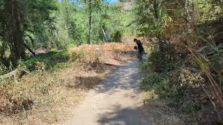 Hiking Arroyo Seco Gabrielino Trail Part 4 [upl. by Ednalrym]