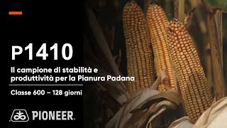 P1410 il mais campione di stabilità e produttività per la Pianura Padana [upl. by Botnick]