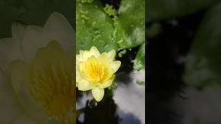 Yellow waterlily collection Malayalam cheapest rate [upl. by Irtemed877]