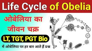 obelia ka jivan chakra  Life cycle of Obelia  Obelia ki life cycle  Life cycle of Obelia diagram [upl. by Vasya]