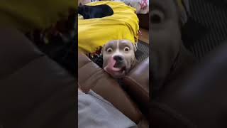 funny animals shorts viral [upl. by Analahs]